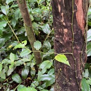 13. Piper borbonense - Lingue poivre - Piperaceae- indigène de la Réunion, Maurice et Madagascar.jpeg